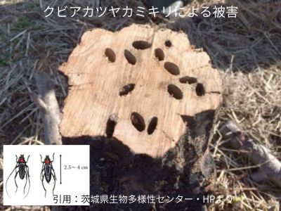 樹木点検・かみきり