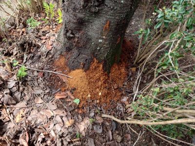 SOS・樹木に木くず