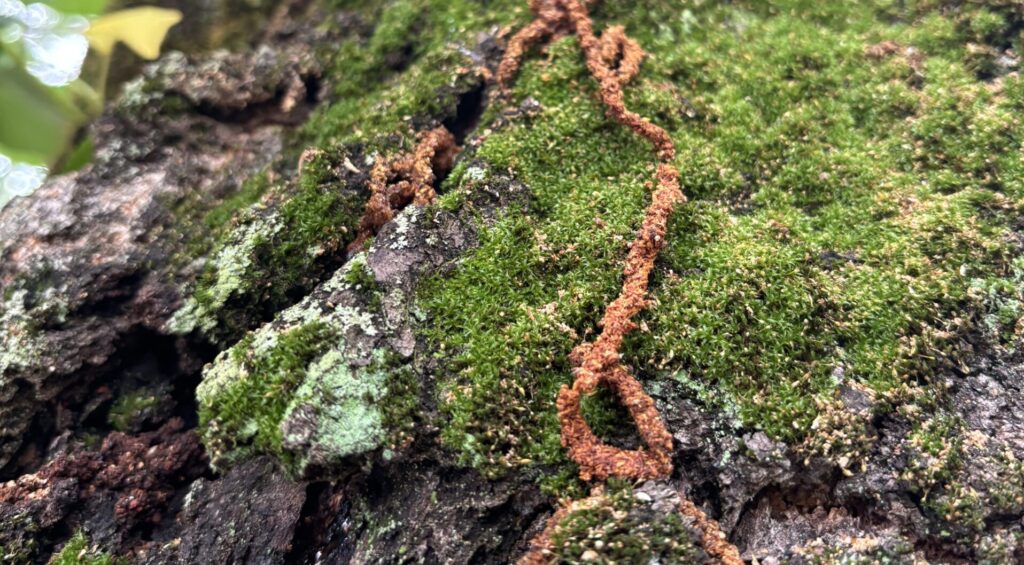 クビアカツヤカミキリ