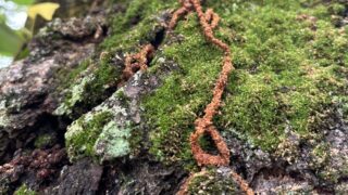 クビアカツヤカミキリ