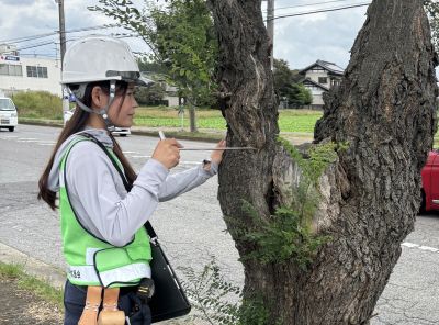 樹木診断いとう