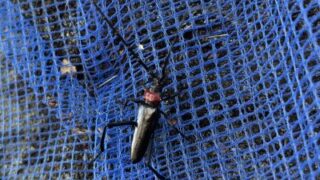 クビアカカマキリ