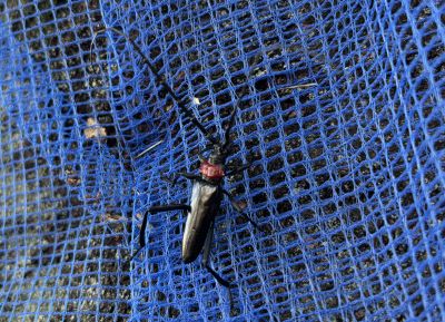 クビアカカマキリ