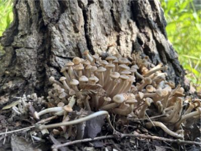 樹木点検きのこ