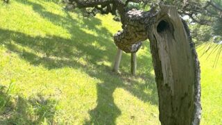 樹木診断・空洞