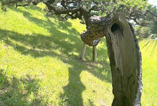 樹木診断・空洞