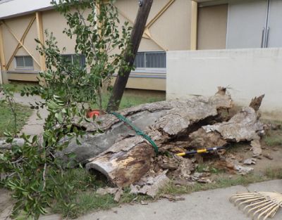 樹木診断・倒木