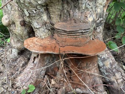 樹木診断・キノコ