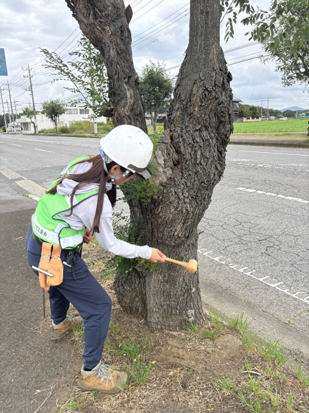 樹木点検