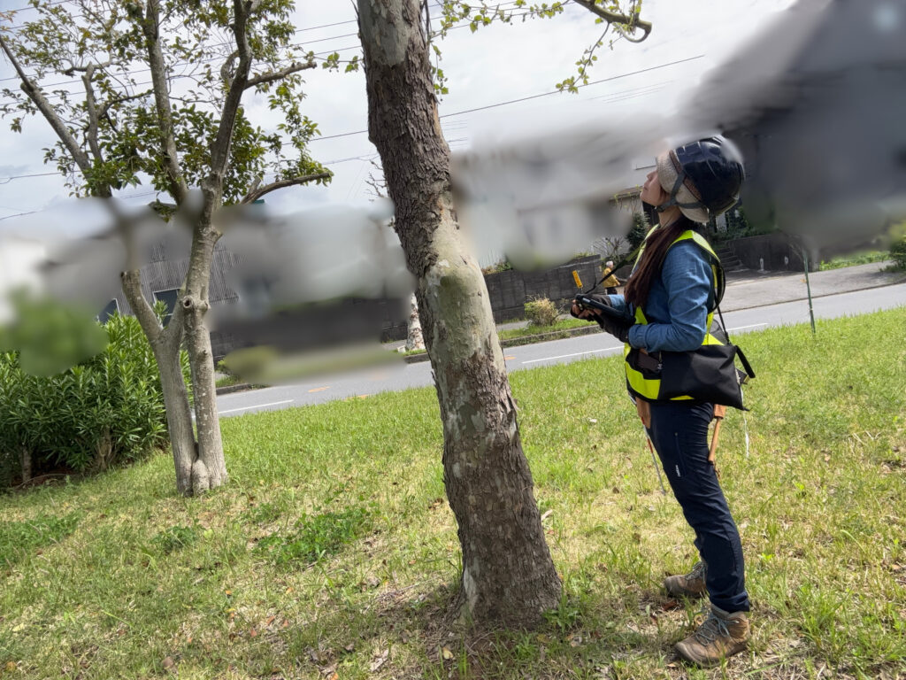 街路樹点検