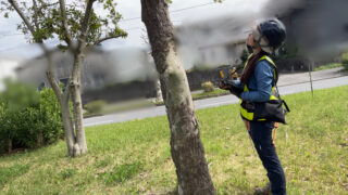 街路樹点検