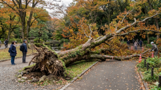 公園倒木