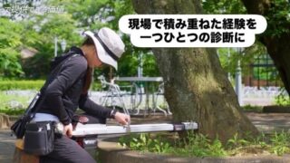 樹木診断