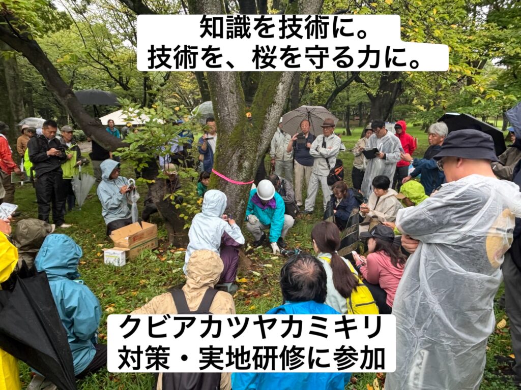 クビアカツヤカミキリ